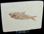 Knightia Fish Fossil - Wyoming #6581-1